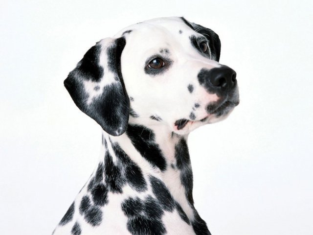 Dalmata
