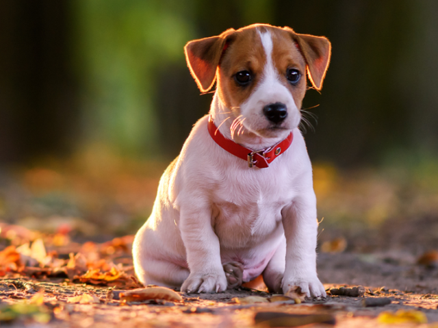 Um cachorrinho!Que fofo