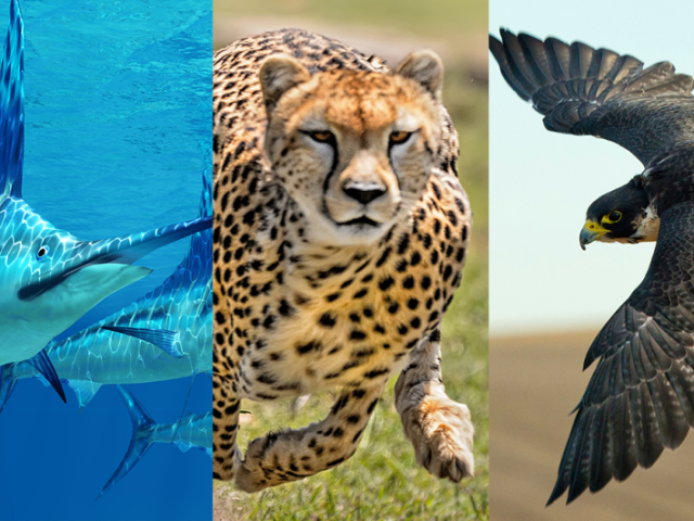 Que animal você seria?
