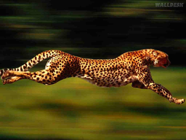 Leopardo