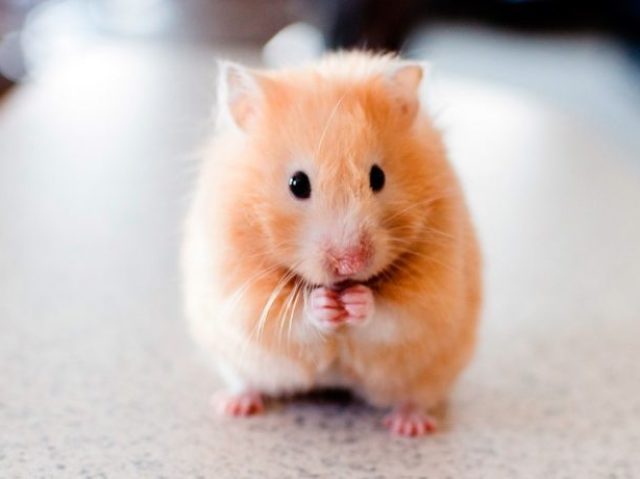 Hamster