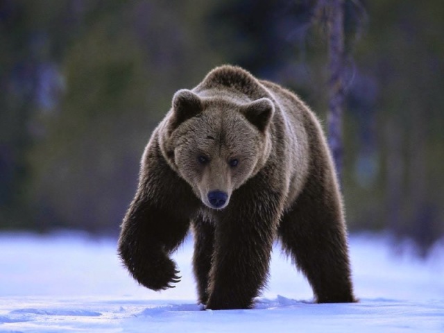 Qual animal é o seu símbolo?