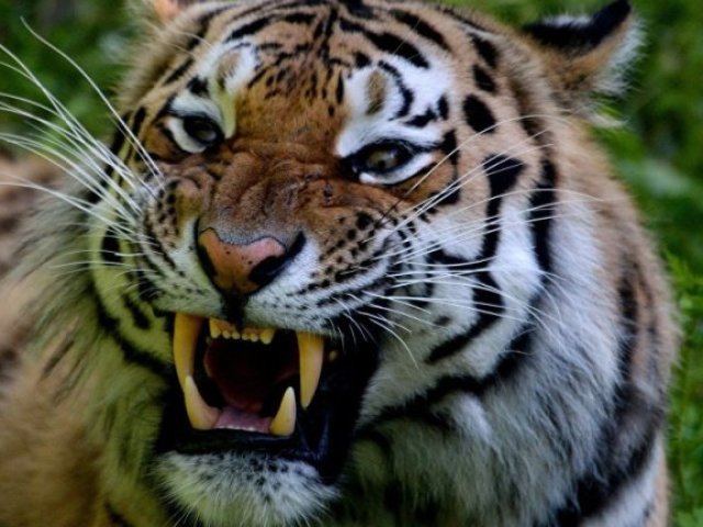 Tigre