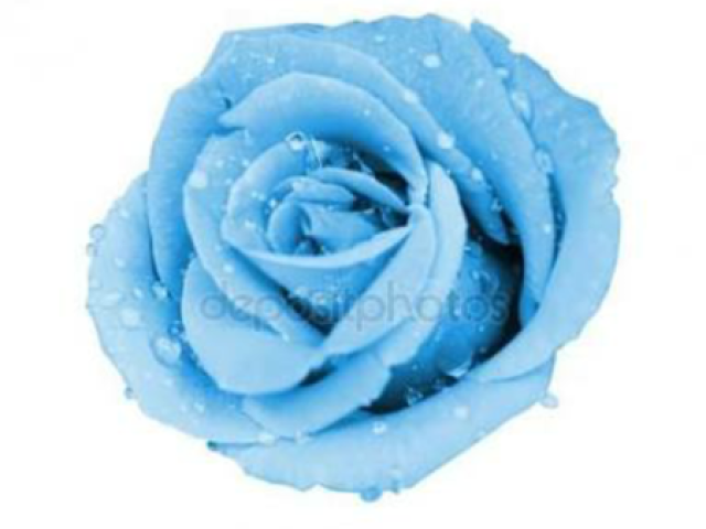 Rosa azul