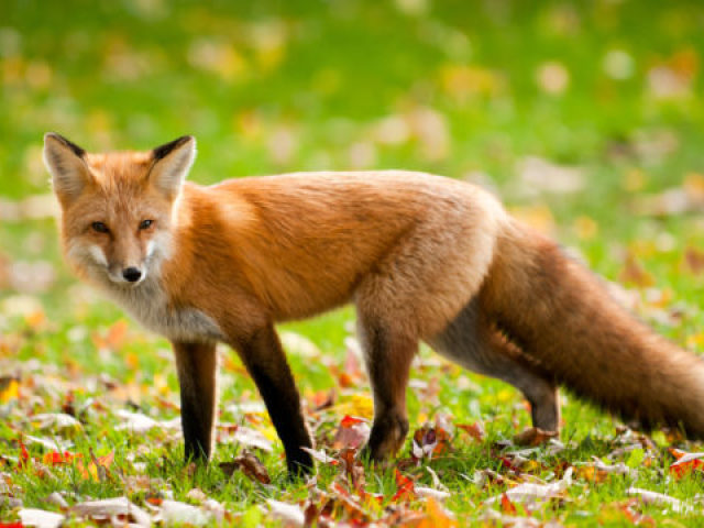 Qual animal você seria?