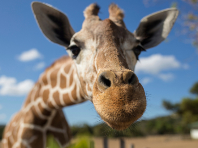 Girafa
