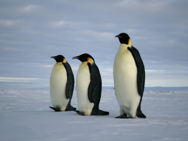 Pinguim