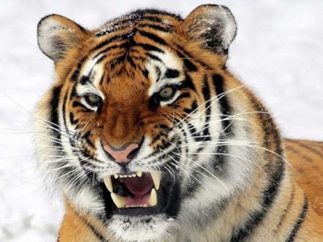 Tigre