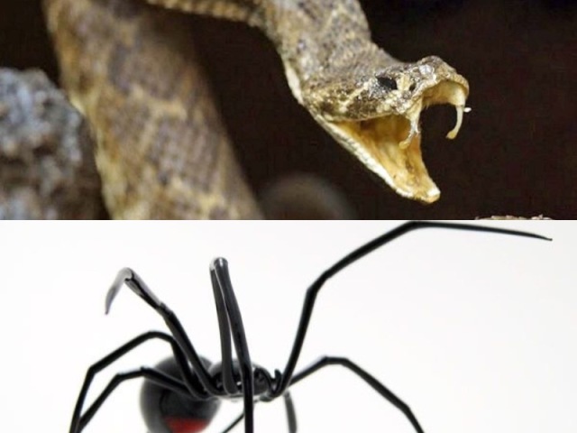 Cobra/ Aranha