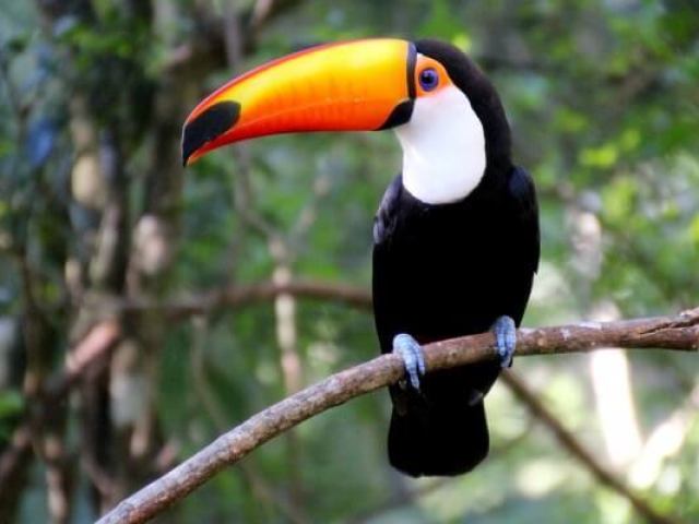 Tucano