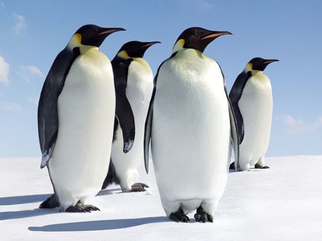 Pinguim
