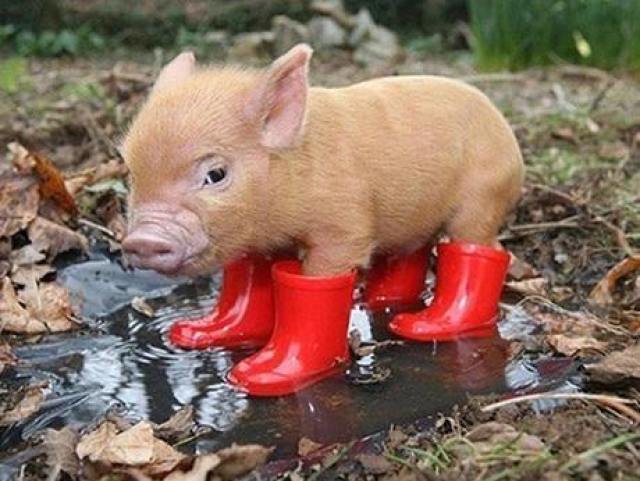 MINIPIG