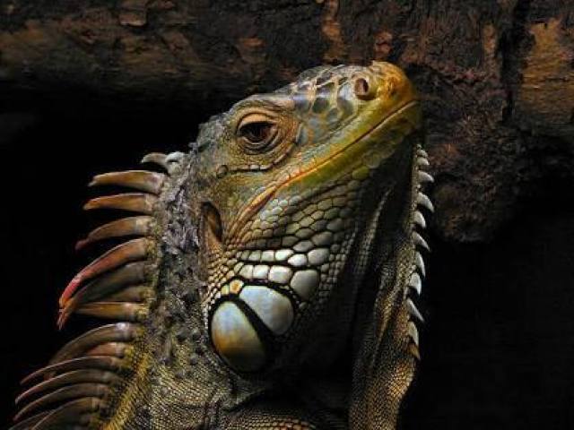 IGUANA