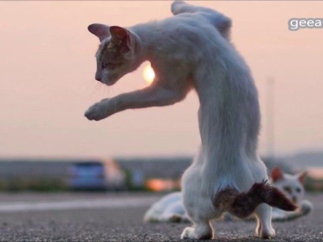 gato fazendo drift