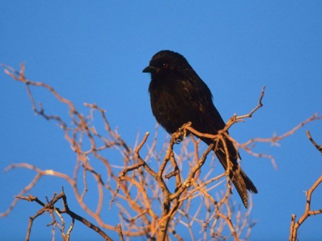 Drongo