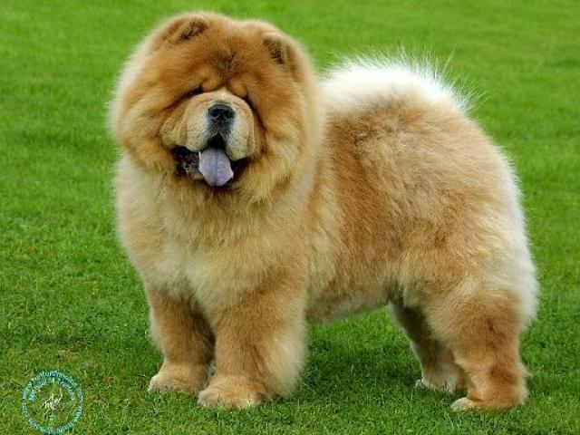 Cão ( chow chow)