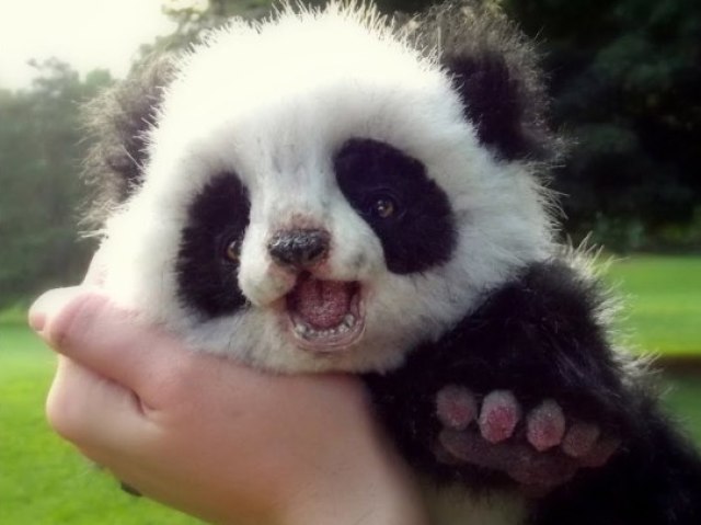 Pandinha >-<