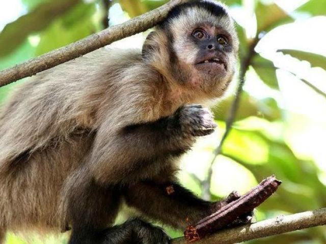 Macaco