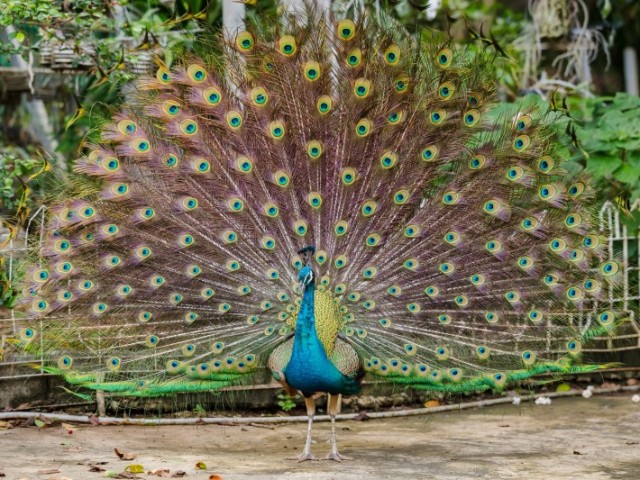 Pavão