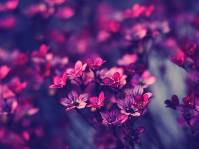 Qual flor mais combina com a sua personalidade?