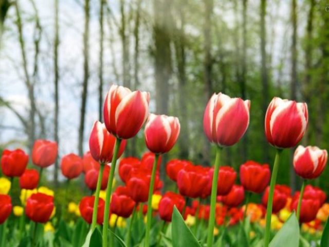 Tulipa