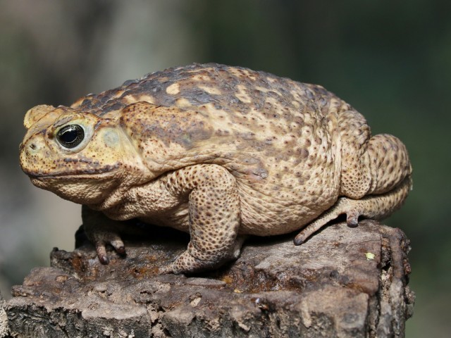 Toad