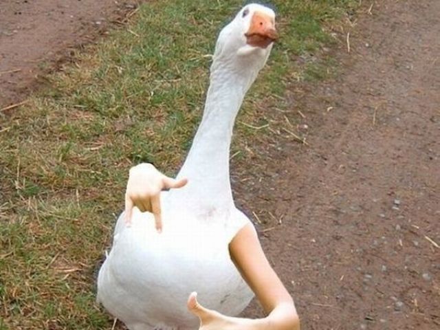 Sabe o que o pato falou para o outro?
- Vem guá