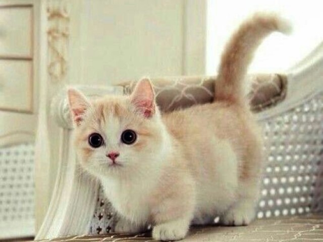 Gato 😻