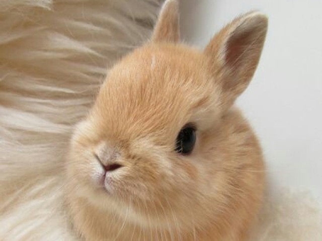 Coelho 🐰