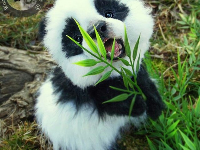 Pandinhaaa><