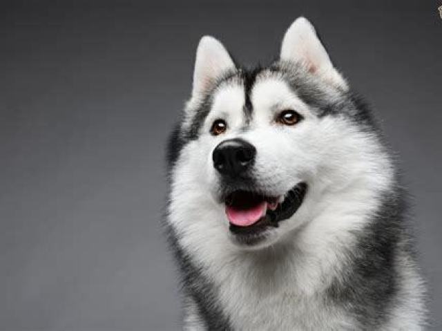 husky siberiano