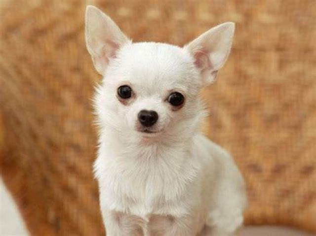 chihuahua