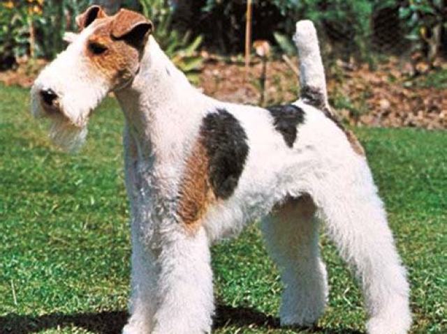 fox terrier