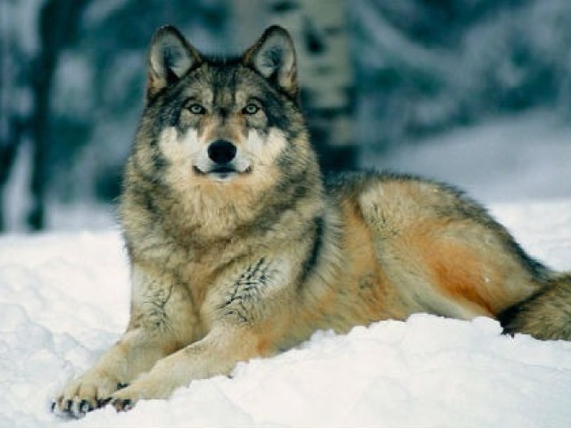 Lobo