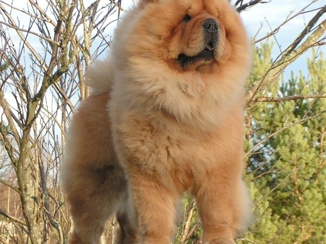 Chowchow