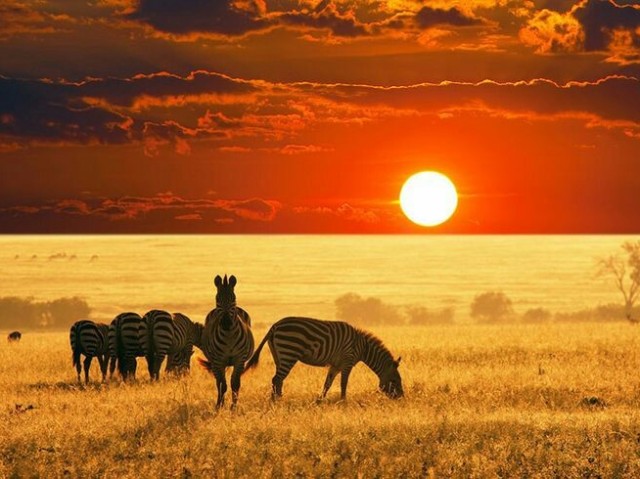 passar um dia na savana africana vendo os animais mais selvagens de pertinho