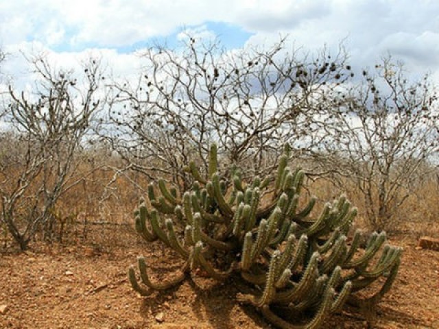 Caatinga