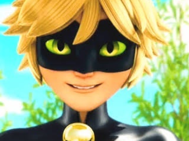 Cat noir