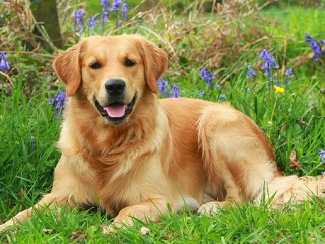 Golden Retriever