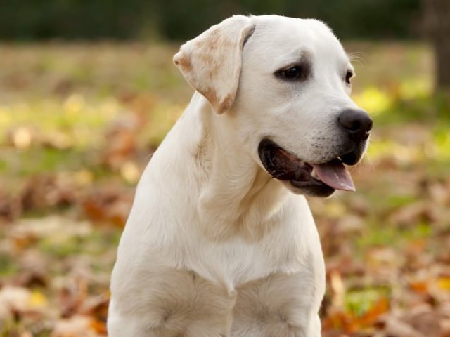 Labrador