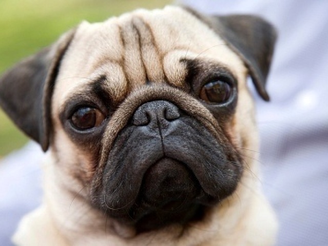 Pug