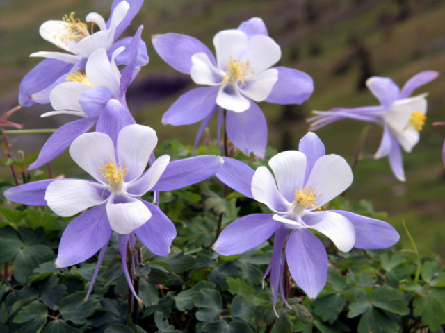 Columbine