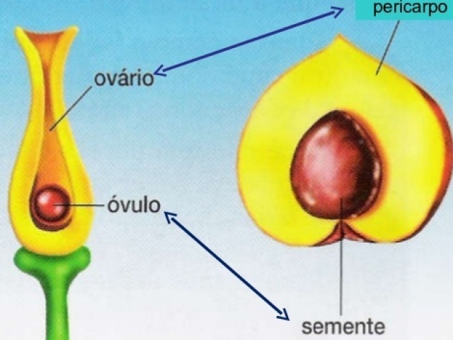 Do óvulo fecundado