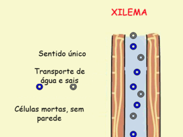 Xilema