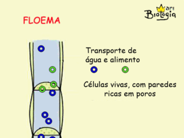 Floema