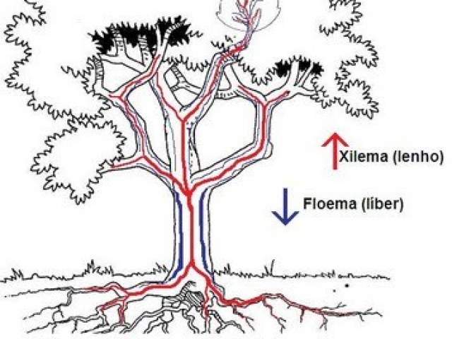 Ausência de vasos condutores de seiva