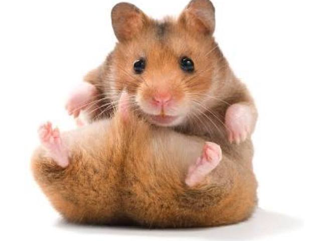 Hamster