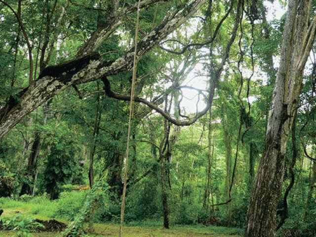 Florestas tropicais