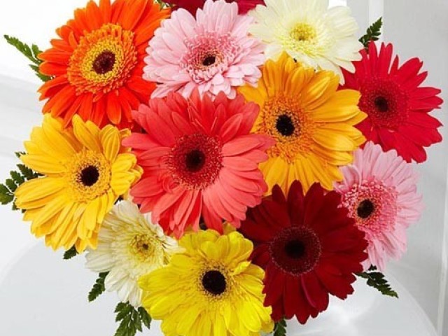 Gerberas