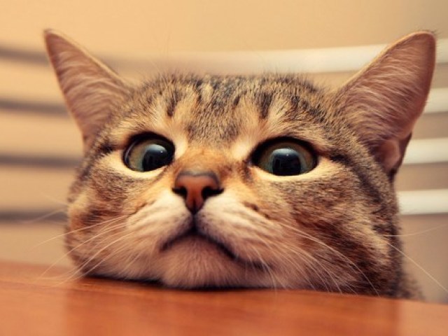Gato